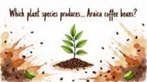 ARABICA BEANS