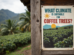COFFEE TREE CLIMATE